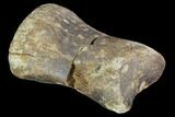 Bargain, Hadrosaur Phalange (Toe Bone) - Montana #103748-1